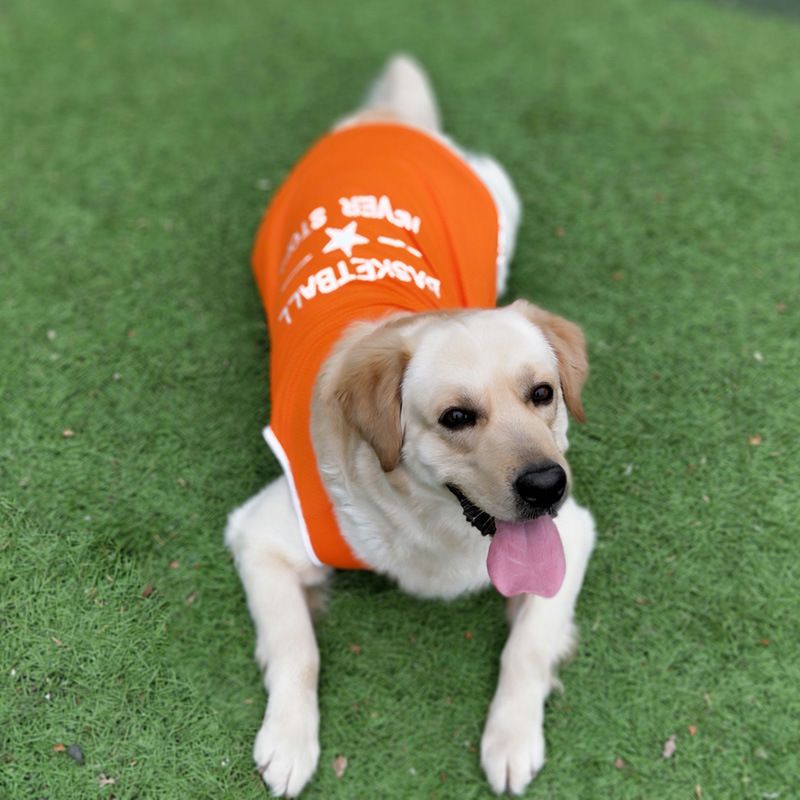Abbigliamento estivo per cani di taglia grande, per Golden Retriever, Border Collie, Labrador, Samoiedo, stile sottile_voghion.com