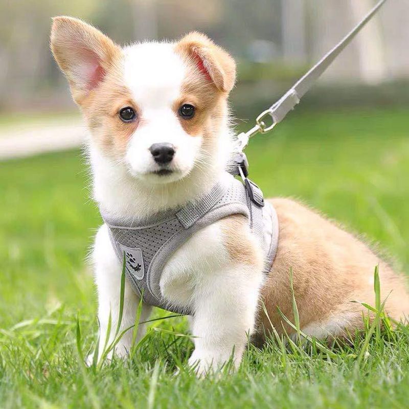 New Harness Vest Style Leash Reflective Breathable Mesh Dog Collar Pet Supplies_voghion.com
