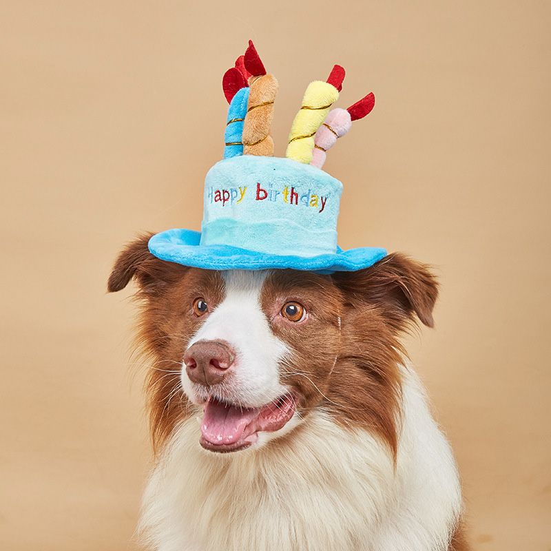 Pawstrip Hat For Dogs Green/Pink By PawParty Store_voghion.com