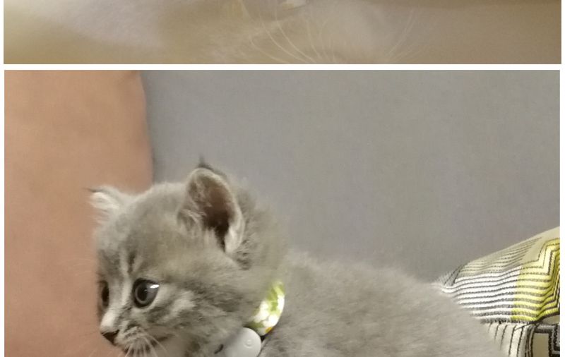Summer Puppy Rabbit Universal Casual Green Korean Pet Kitten Daisy Cherry Cat Collar_voghion.com
