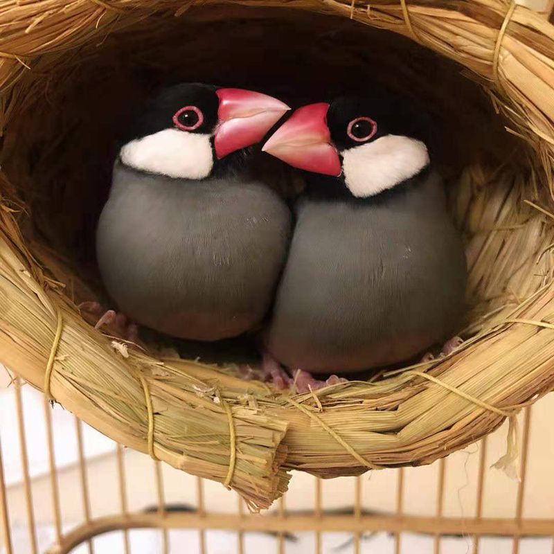 Strohgewebtes Nest für Unzertrennliche, Wellensittiche und Finken, kleines Perlgrasnest, Brutkasten, warmer Vogelkäfig für den Winter_voghion.com