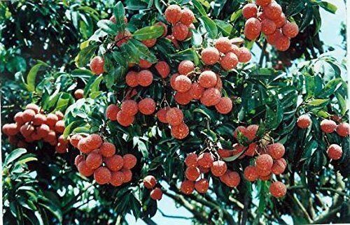 3 Pound (1362 Grams) Dried Lichee Litchi Whole Fruit Grade A From Guangdong_voghion.com