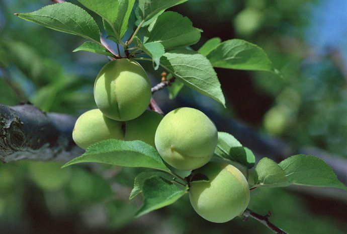 2 Pfund (908 Gramm) getrocknete gelbe Pflaumen aus Yunnan, China_voghion.com