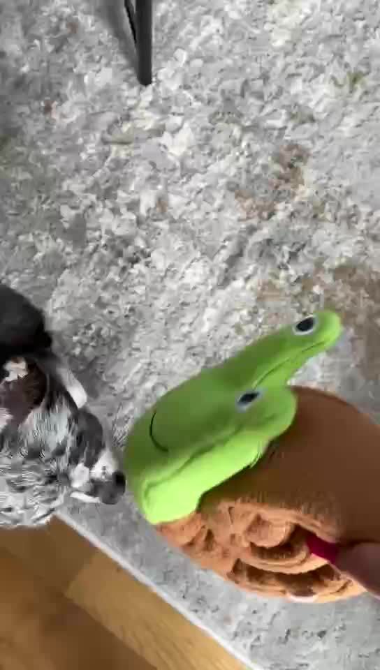 Giocattolo interattivo per cani e gatti "Snuffle" di PawParty Store_voghion.com