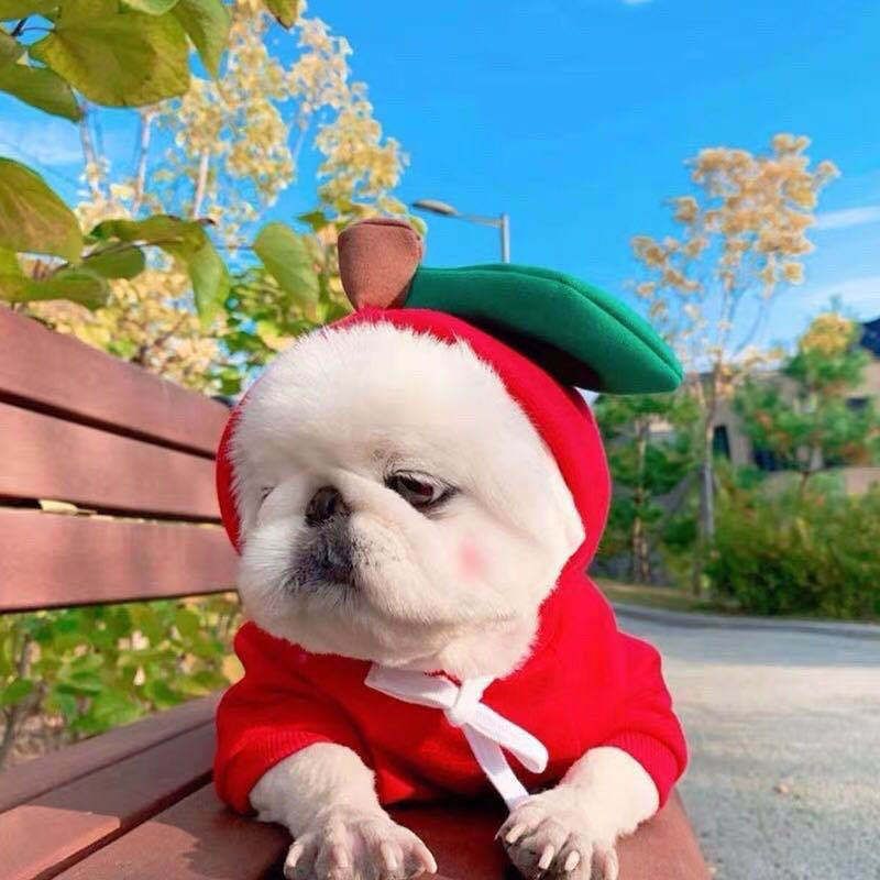 Trasformazione della frutta cane gatto cane di piccola e media taglia autunno e inverno gilet pile abbigliamento forniture pet Teddy metodo secchio produttori_voghion.com