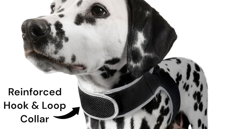 NEW Portable Waterproof GSM GPS Pet Tracking Tag w/ Realtime Phone App Size:XXL_voghion.com
