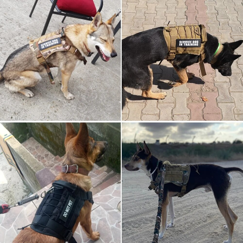 Taktiska selar Husdjursträningsväst Hundsele och koppelset för små medelstora hundar Promenad Jakt Gratis frakt_voghion.com