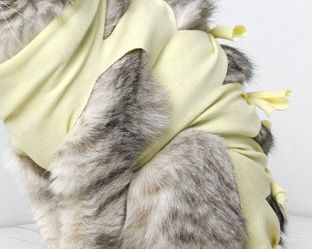 Bande de récupération pour stérilisation, sevrage d'été, vêtements physiologiques pour animaux de compagnie, anti-léchage, anti-peluches, médicaments, combinaison de chirurgie pour chat_voghion.com