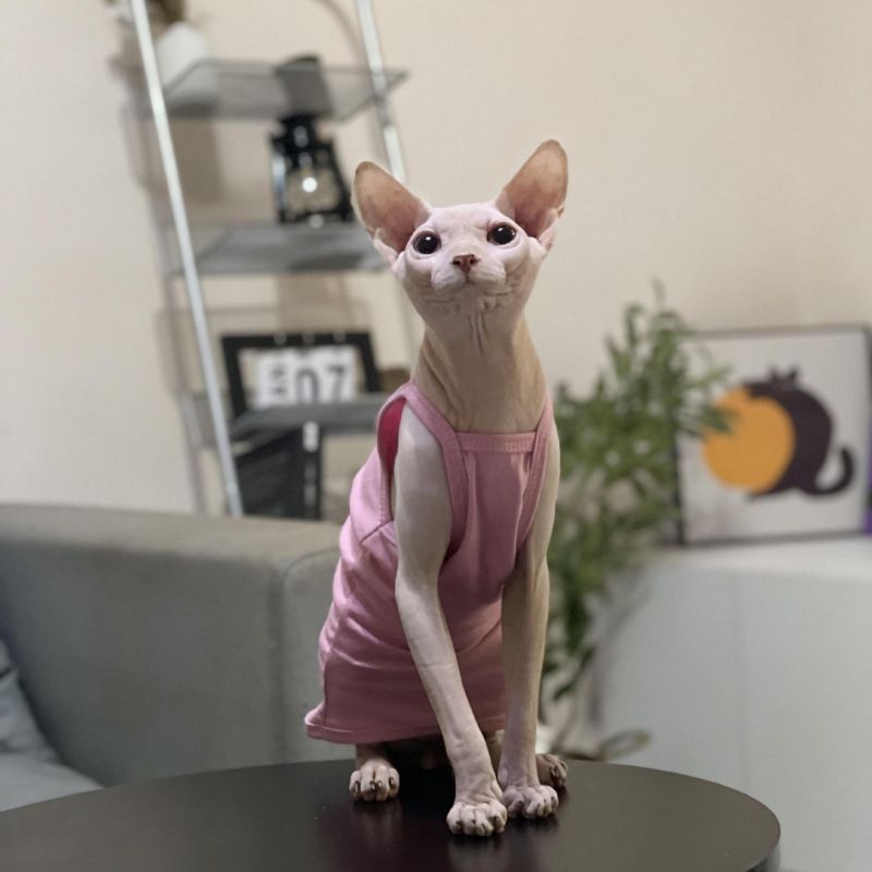 Hairless Summer Strap Thin Breathable Air-conditioned Room Multi-color Short-legged German Sphynx Cat Clothes Niliu_voghion.com
