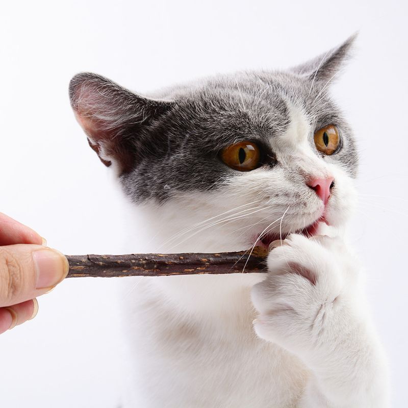 20 pezzi di erba gatta, giocattoli per gatti, per digrignare i denti, per masticare e rimuovere le palle di pelo, bastoncini di poligono Muttian_voghion.com