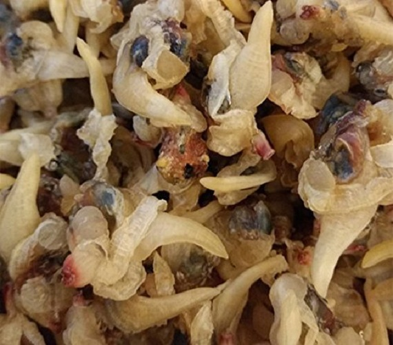 1 Pound(454 Grams)Dried Seafood Clams From China Sea_voghion.com
