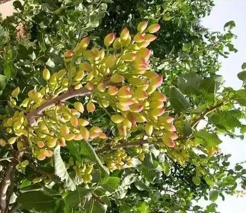 3 Pound (1362 Grams) Stir-fried Nut Pistachio Grade A From China_voghion.com
