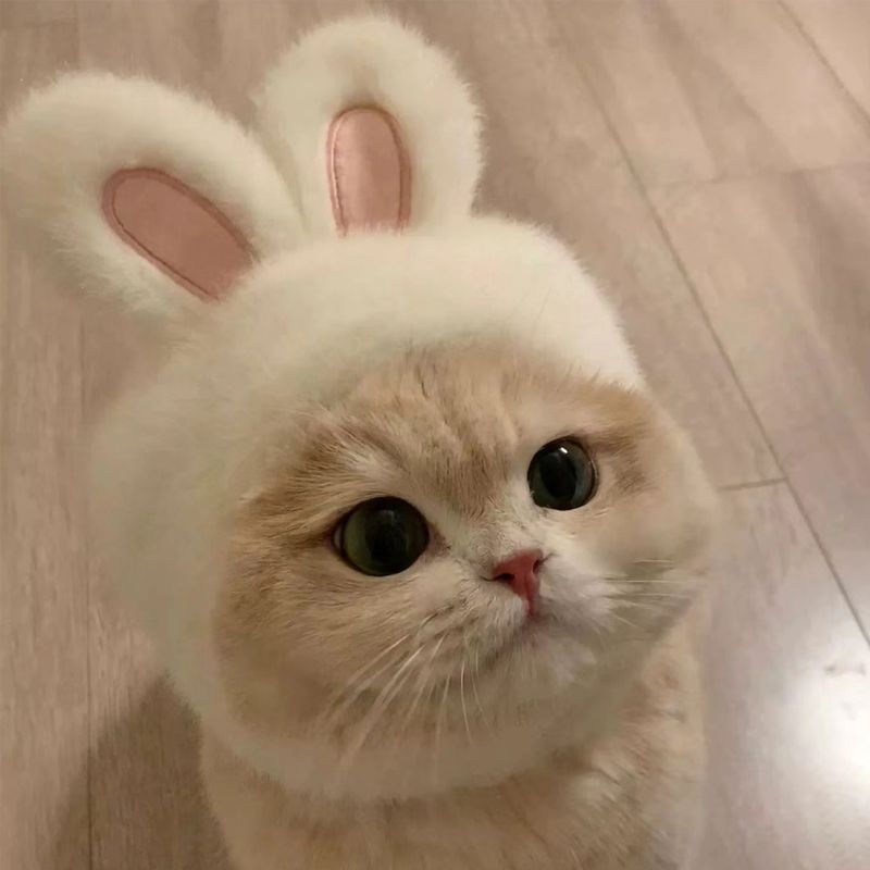 Halloween Ostern Internet Promi Haustier Kopfbedeckung Katze Hund Kostüm Foto Hasenohren Hut Zubehör Kleidung_voghion.com