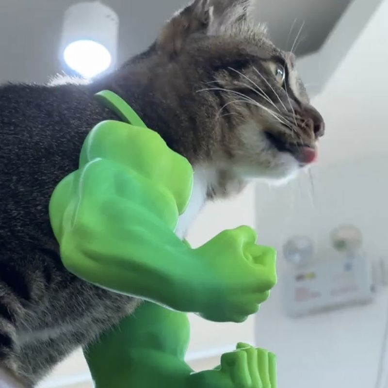 Jouet à mâcher en forme de bras de chat – Modèle à mordre en plastique durable pour adolescents et adultes, présentoir statique de collection (vert/blanc/peau)_voghion.com