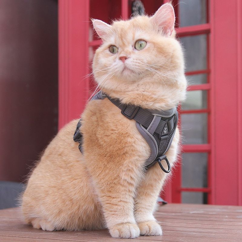 Guinzaglio per cani e gatti traspirante e riflettente per passeggiate in stile gilet_voghion.com