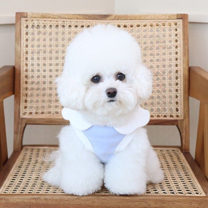 【】INS Stil Koreanische Reine Baumwolle Kindergarten Wolke Stickerei Nette Weiche Weste Hund Kleidung Warme_voghion.com