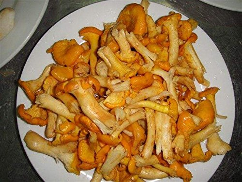 8 Unzen (227 Gramm) getrocknete Pfifferlinge aus Yunnan, China_voghion.com