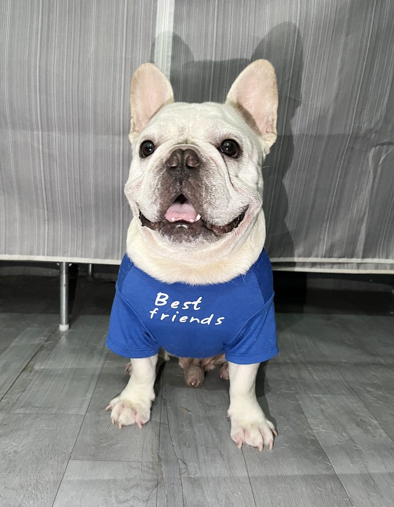 Maglietta girocollo per cani, carlino francese grasso, shar-pei inglese, bulldog inglese_voghion.com