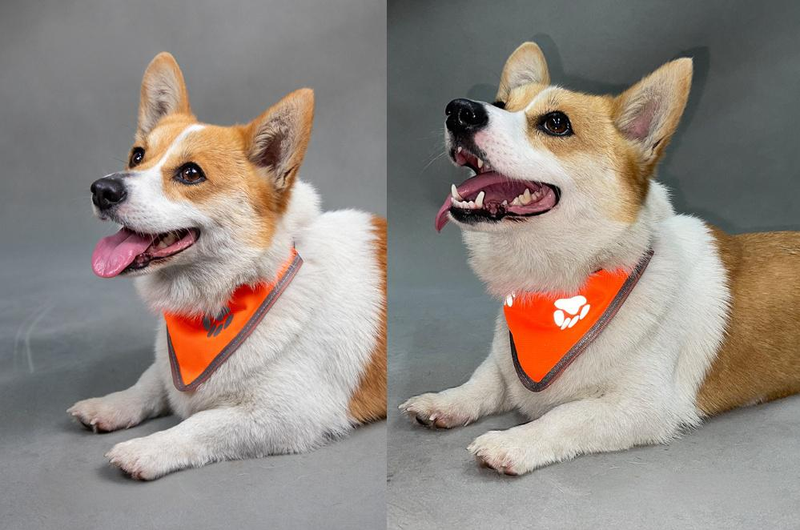 Pet Products Reflecterende sjaal voor huisdieren, hoge zichtbaarheid, verstelbare elastische halsband met drukknoopsluiting, regenboog reflecterende strepen, veilige zachte polyesterstof_voghion.com