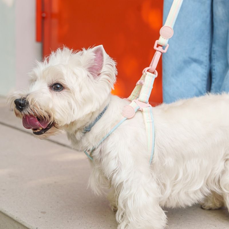 PETSVILLE Paw Thinking Tasma Renk Bloklu Öğleden Sonra Çayı Serisi Tasma Seti Dayanıklı Köpek Zinciri_voghion.com