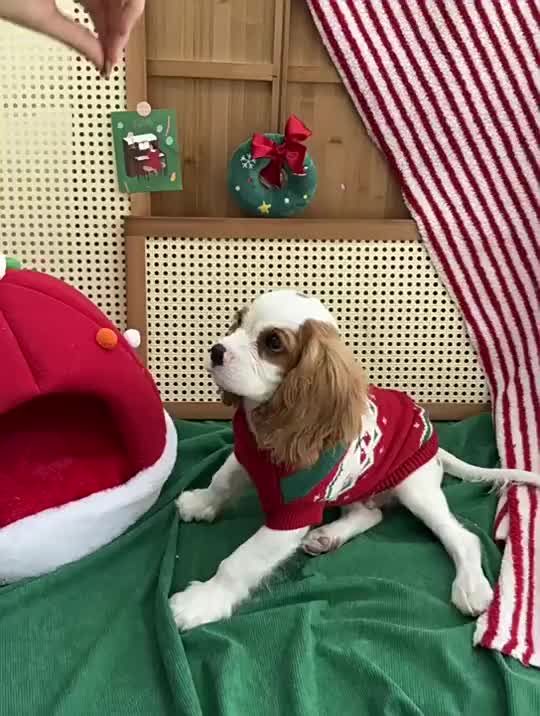 Christmas Clothing Small And Medium Dogs, Knitted Clothes For Chihuahua Puppies, Teddy, Accessories By PawParty Store_voghion.com