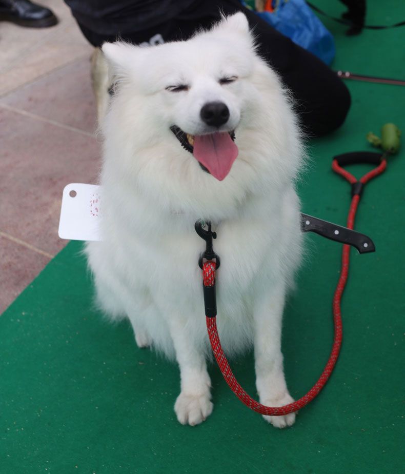 Kitty dog Helovino suknelė krūtinės atgal spoof petnešos virtuvės peilis butelis plaktukas įdėklas mažas vidutinis didelis šuo_voghion.com