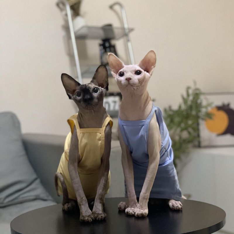 Hairless Summer Strap Thin Breathable Air-conditioned Room Multi-color Short-legged German Sphynx Cat Clothes Niliu_voghion.com