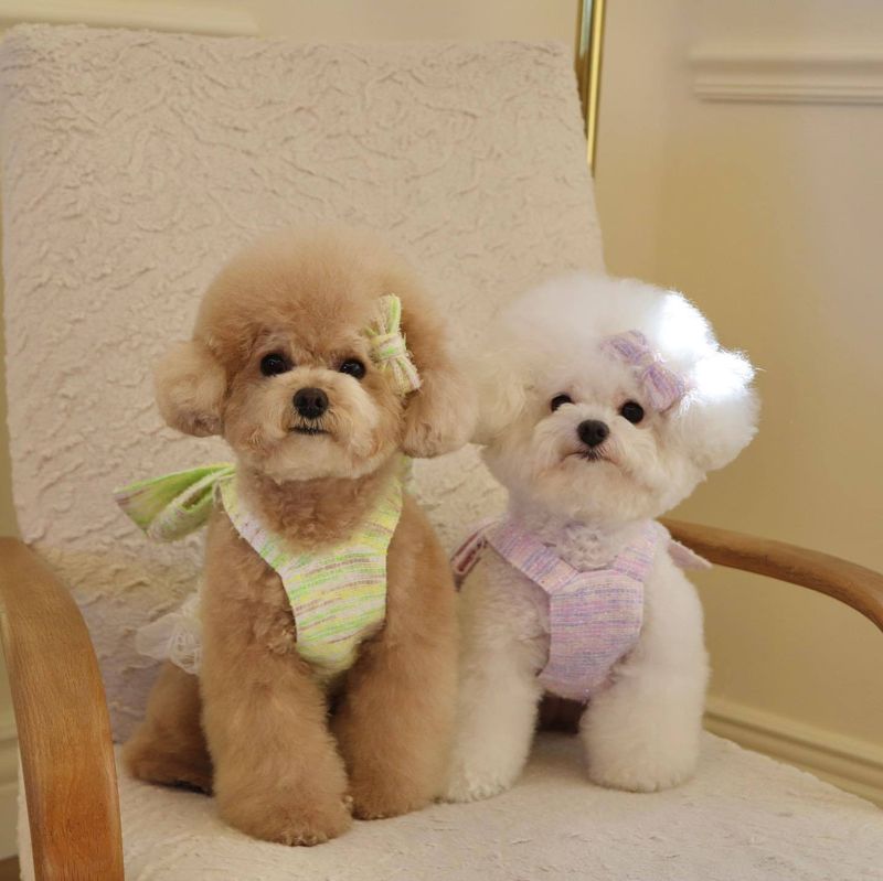 【】Vestito coreano in stile INS, con cinturino in tessuto viola chiaro e verde lime, per cani e gatti._voghion.com