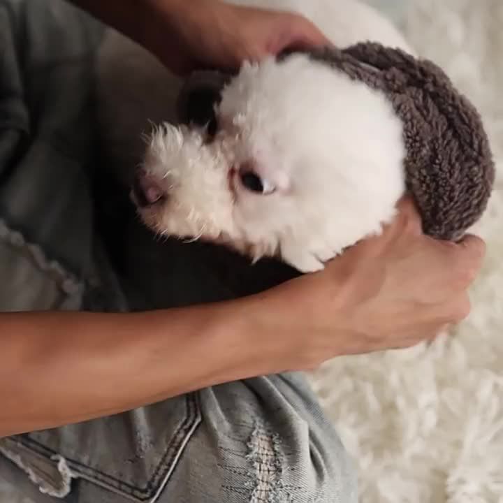 Fleece Warm Coat, Winter Pullover For Small And Medium Dogs, Cat Clothes, Puppy Vest, Cute Pet Jacket, Chihuahua Yorkie By PawParty Store_voghion.com