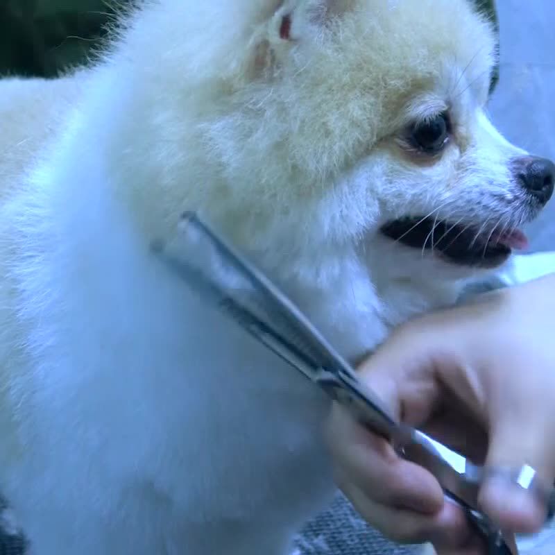 Fenice Dog Grooming Scissors 6.5 Inches By PawParty Store_voghion.com