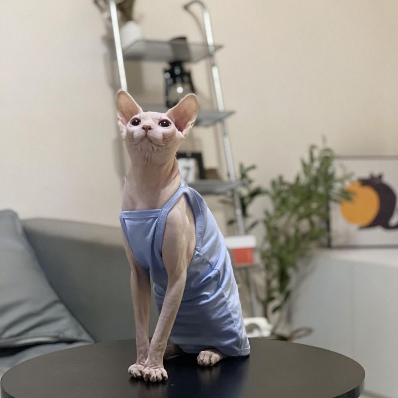 Hairless Summer Strap Thin Breathable Air-conditioned Room Multi-color Short-legged German Sphynx Cat Clothes Niliu_voghion.com