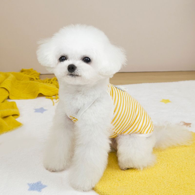 Abbigliamento per gatti, vestiti per cani, vestito per animali domestici, 25 strisce trasparenti, cinturino H_voghion.com