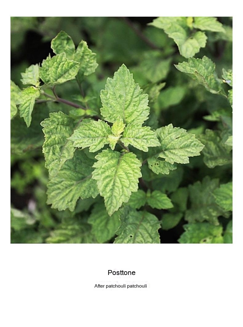 Kostenleistung Live-Übertragung des neuen gleichnamigen Blue Lady-Parfüms, anhaltend frischer und natürlicher Duft, Iris_voghion.com