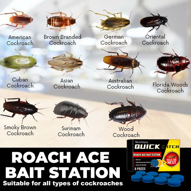 MoonSpry 8 tk/komplekt Roach Ace söödajaam, putukatõrjevahend prussaka söödaks köögis kodu prussakatõrjeks kogu pesa otsa puhastamiseks_voghion.com