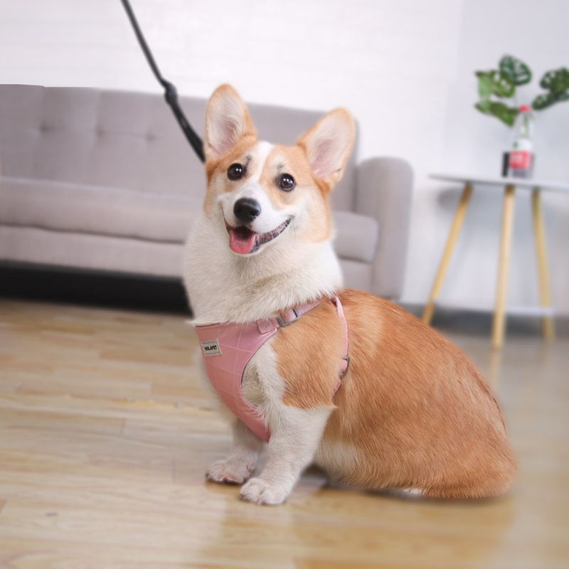 Produse pentru animale de companie, vestă de tracțiune cu frânghie pentru pisici, ham universal pentru piept, lanț pentru câini, provizii pentru pisici, plimbări cu frânghie pentru câini_voghion.com