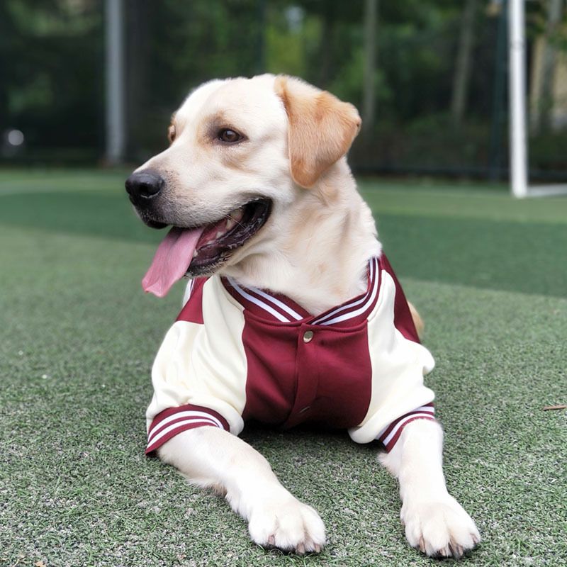 Pet Baseball Uniform, Winter Jacket For Small And Large Dogs, Puppy Clothes, French Bulldog Chihuahua Labrador Costume By PawParty Store_voghion.com