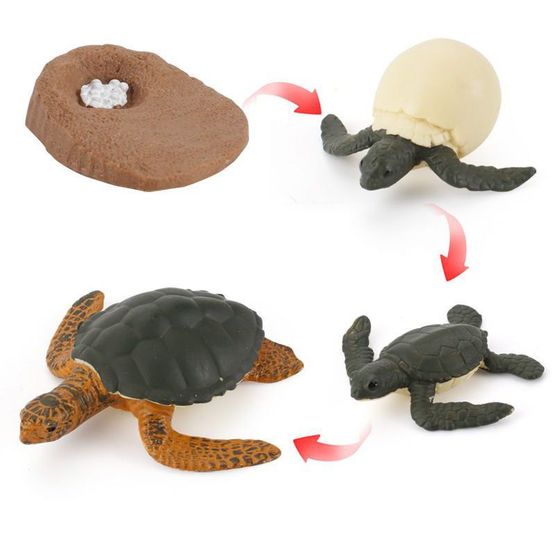 Charming Solid Simulation Turtle Chick Frog Animal Growth Cycle Montessori Teaching Aids For Educational Fun And Decor Collectible_voghion.com