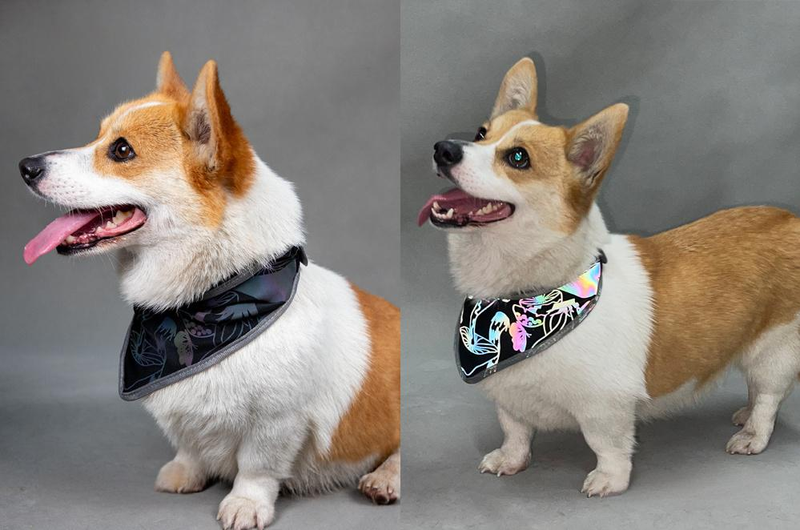 Pet Products Reflecterende sjaal voor huisdieren, hoge zichtbaarheid, verstelbare elastische halsband met drukknoopsluiting, regenboog reflecterende strepen, veilige zachte polyesterstof_voghion.com