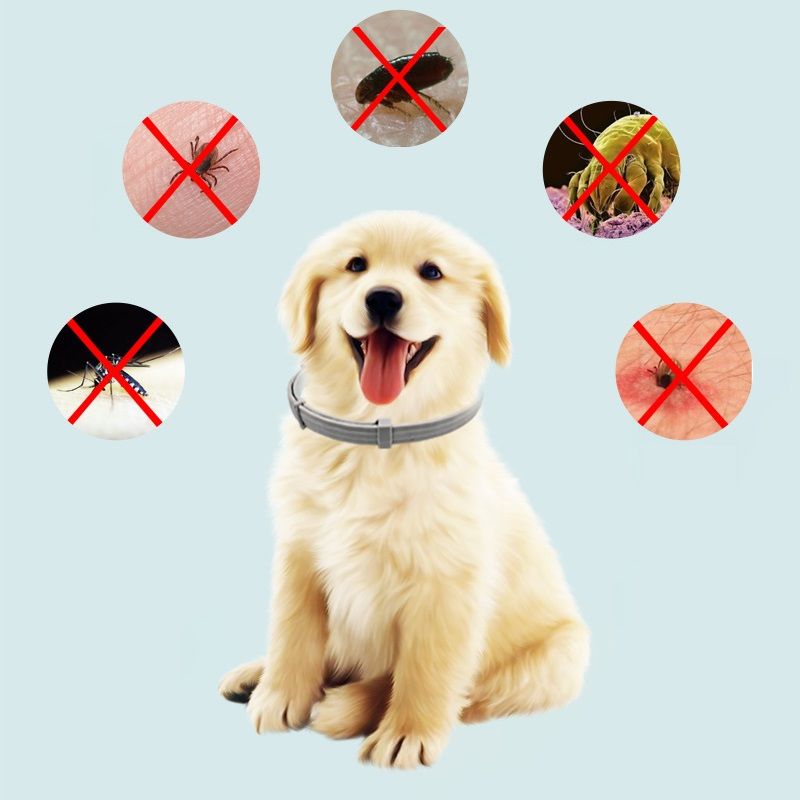 Antiparasitäres Halsband für Hunde von PawParty Store_voghion.com