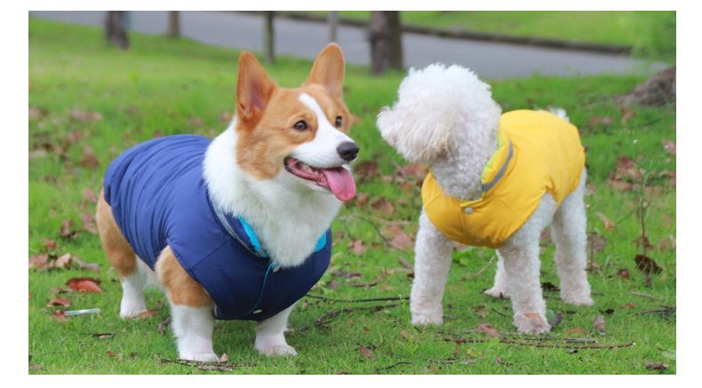 Hundebomuld vinter varmt kæledyrstøj reflekterende Schnauzer Golden Retriever hundejakke_voghion.com