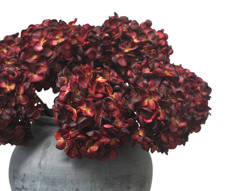 Blummen, grouss Hortensien mat verbranntem Rand, Retro Uelegmolerei, Hochzäitsdekoratioun fir doheem an Hoteler, Blummenkonscht_voghion.com