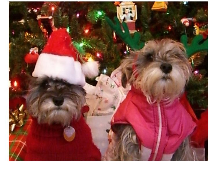 Weihnachtsmützen für Katzen und Hunde – Kuschelige Plüsch-Weihnachtsmannmütze mit langem Fellbesatz, festliches Kostümaccessoire für Kleintiere_voghion.com