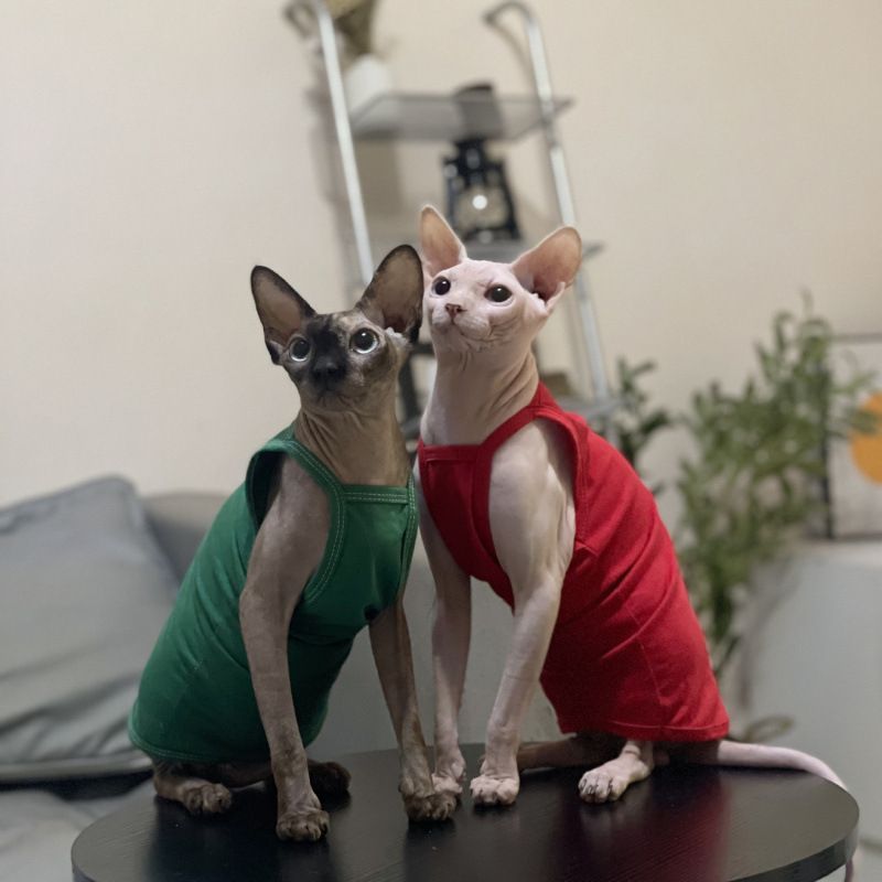 Hairless Summer Strap Thin Breathable Air-conditioned Room Multi-color Short-legged German Sphynx Cat Clothes Niliu_voghion.com