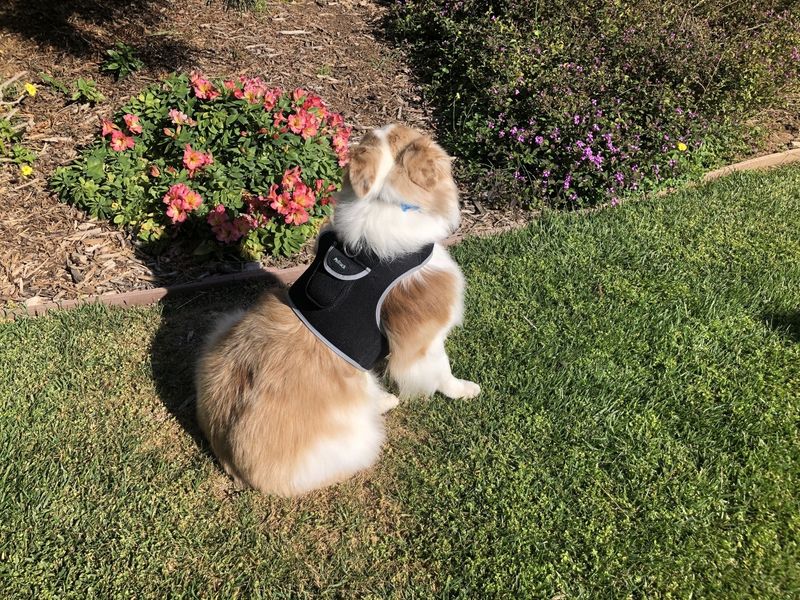 Set Pet Perimeter Boundary w/ Pet Tracker GPS Tracking Dog Collar Tracker Size:M_voghion.com
