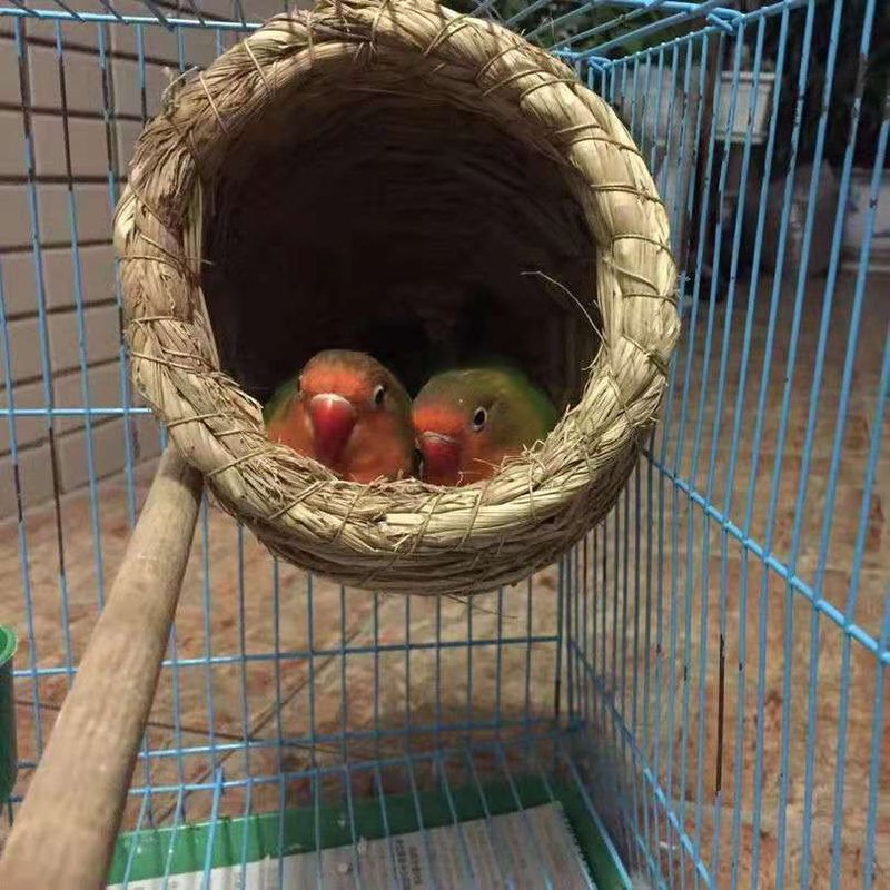 Strohgewebtes Nest für Unzertrennliche, Wellensittiche und Finken, kleines Perlgrasnest, Brutkasten, warmer Vogelkäfig für den Winter_voghion.com