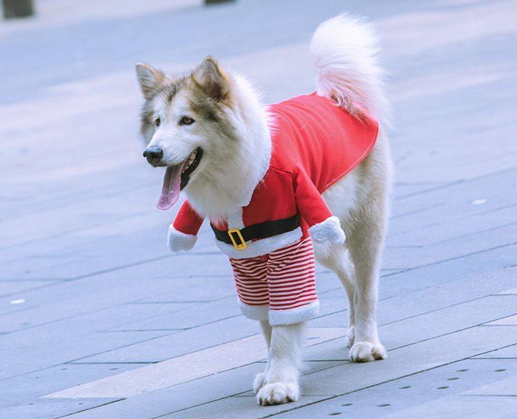Weihnachten Große hund Katze Santa Claus kleidung hund heimtierbedarf pelzigen lustige zwei füße goldene haar transformation_voghion.com