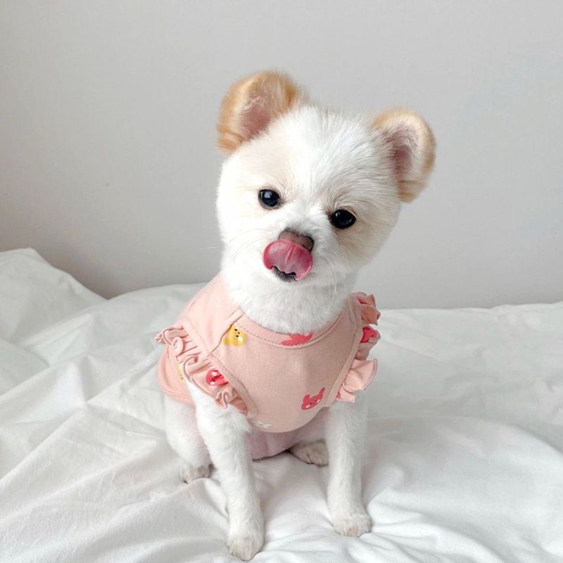 Colete fino de manga voadora para gatos, roupas para cães de duas pernas, para cães pequenos e médios, filhotes e gatos, roupas de outono para animais de estimação_voghion.com