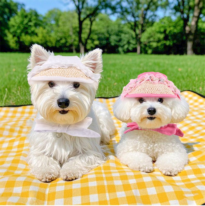 Kæledyrsudflugt Kat Sommerudgave Lille Hund Bamse Solcreme Øreeksponering Cool Hat_voghion.com