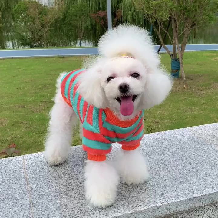 Regenbogen-warme Weste für Haustiere, Hemd, Fleece-Hundekleidung, T-Shirt für Hunde, Katzen, Kleidung, Mantel von PawParty Store_voghion.com