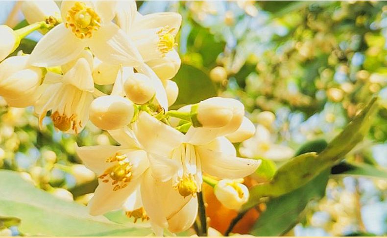 2024. gada jaunās smaržas. Populārās Versailles Garden sieviešu smaržas. Svaigs, salds, ziedu aromāts, noturīgs aromāts._voghion.com